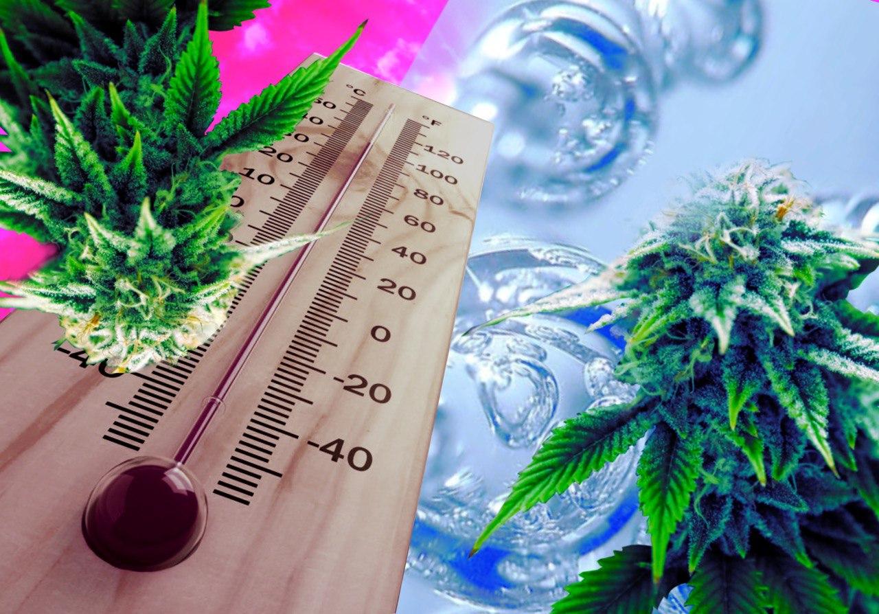 какая температура должна быть при выращивании марихуаны