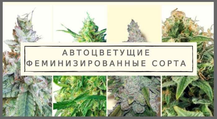 Семена конопли автоцветущие купить в украине конопля лучшее фото