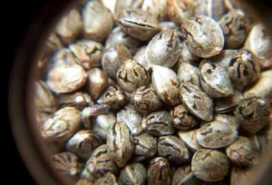 Семена конопли как сувенир как сделать тест на наркотики