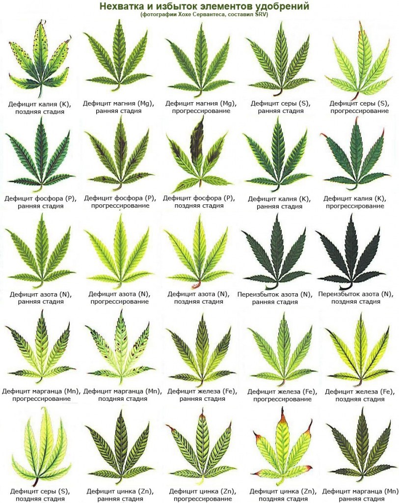 стадии роста марихуаны