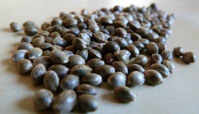Можно семена конопли курить самый простой для выращивания сорт конопли